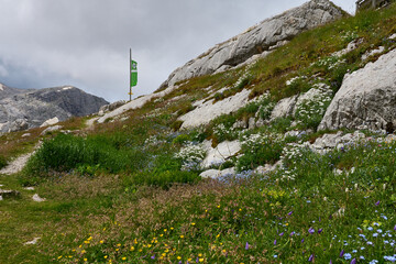 bewölkter Tag an der Simonyhütte in den Dachstein Kalkalpen in Österreich mit DAV Flagge im Hintergrund und eine wilde blumenwiese im Vordergrund