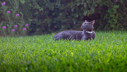 Gato azul ruso en cesped