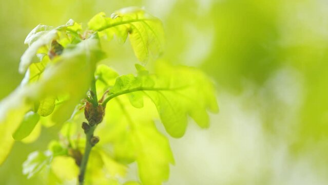 Blooming oak. Pollen spread by tree flowers in spring. Selective focus.