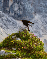 Fototapeta premium Alpendohle kurz vor den Abflug um einen Insekt zu fangen, steht auf einer pflanzen überwachsenen Felshügel mit einer Felswand als Hintergrund