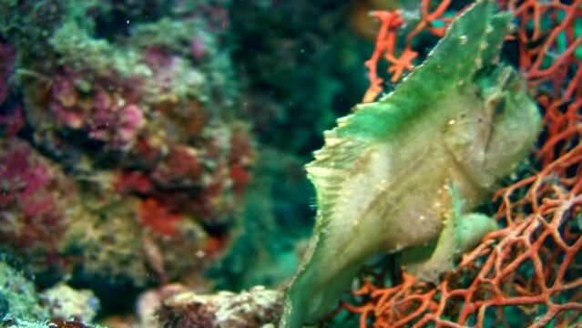 Leaf scorpionfish (Taenianotus triacanthus) white