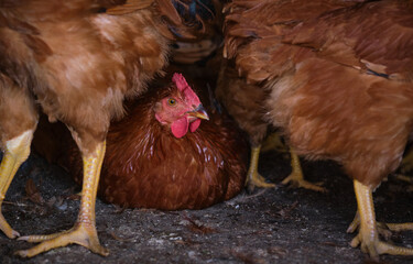 rhode island Red hen chicken is hiding among legs looking in front flock 