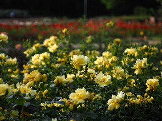 Obraz premium Yellow roses at Rose Garden, Szczecin Poland