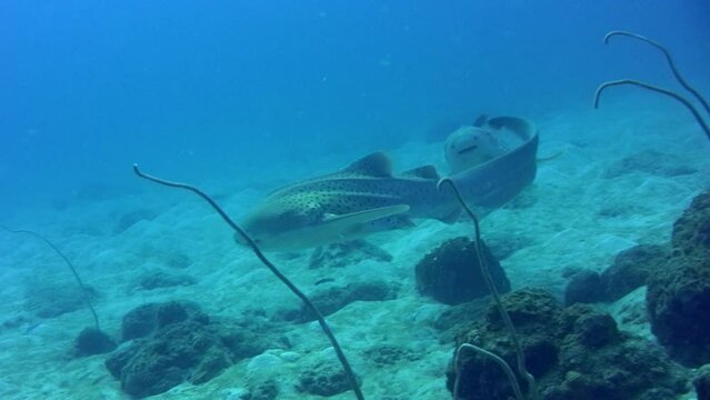 Zebra or Leopard shark (Stegostoma fasciatum) swimming after each other, mating