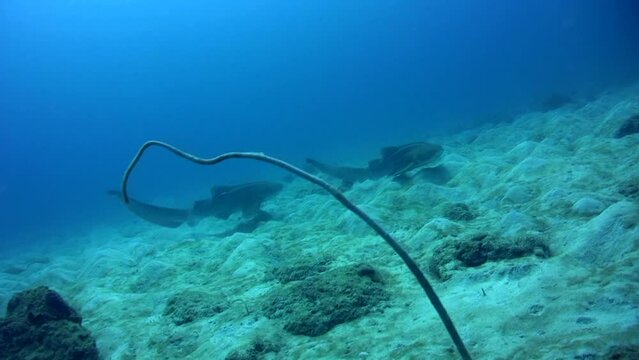 Zebra or Leopard shark (Stegostoma fasciatum) swimming after each other, mating