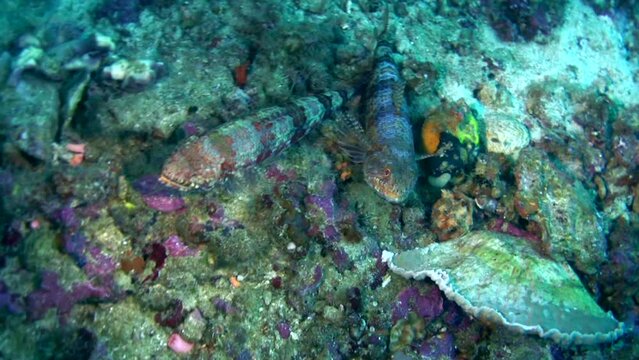 Variegated lizardfish (Synodus variegatus)