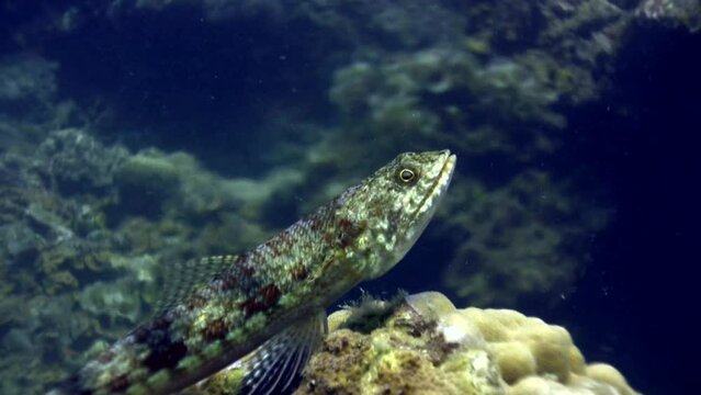 Variegated lizardfish (Synodus variegatus) close up
