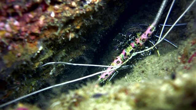 Painted spiny lobster (Panulirus versicolor)