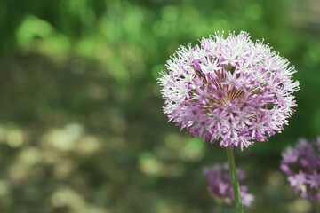 thistle flower in spring