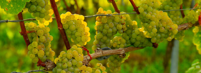 Fototapeta premium Reben Weintrauben weiß