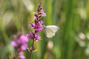 Beautiful butterflies sit on flowers and drink nectar