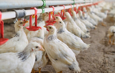 Many thirsty white Chickens poultry drink water by nipple in hot stress farm
