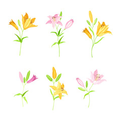 Fototapeta na wymiar Beautiful pink and yellow lily flowers set. Blooming herbaceous plant vector illustration