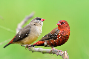 begining mating season when male turning in to red feathers female still brown plumage, red avadavat or strawberry finch