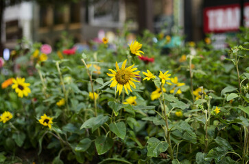 flowers in the garden