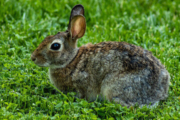 Closeup of cute cottontail bunny rabbit (eastern cottontail - Sylvilagus floridanus) in Ontario,...