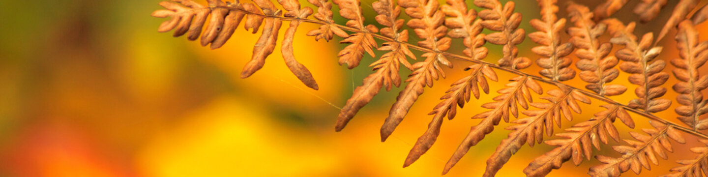 Universal Linkedin Banner With The Branch Of A Fern For People Of Any Profession