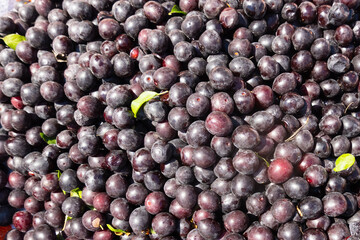 Fruits of blackthorn (Prunus spinosa)