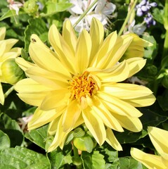 A close view of the bright yellow flower in the garden.