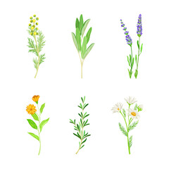 Naklejka na ściany i meble Set of blooming medicinal herbs and wild flowers. Lavender, thyme, eucalyptus, tansy, chamomile, calendula healing plants vector illustration