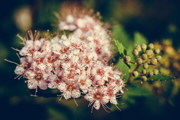 Blooming spirea lit by golden sunlight. Details of summer nature. Pink tiny flowers. Flowering bush.