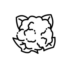 Cauliflower icon vector illustration in outline style. Vegetable sign