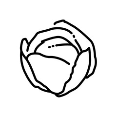 Cabbage icon vector illustration in outline style. Vegetable sign