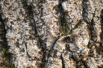 tree bark. Close-up bark background. mossy tree