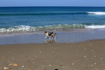 Coast of the Mediterranean Sea in the north of the State of Israel.