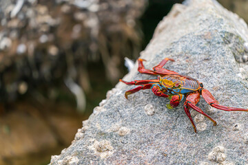 Grapsus grapsus (red rock crab) on rock