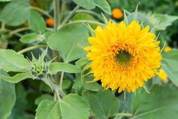 Blurred image of a blooming sunflower on a green background.
