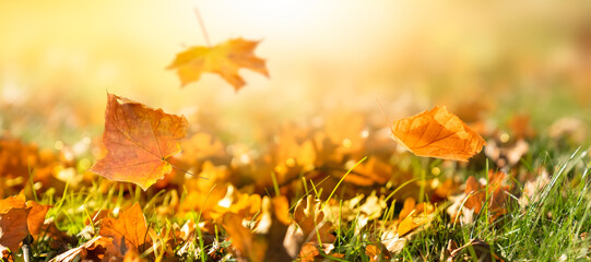 idyllic fall leaf meadow background in sunshine, close-up of an autumn nature scene in a garden in golden october with copy space