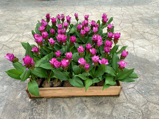 Siam Tulip or Curcuma flower In a wooden box