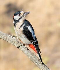 Great spotted woodpecker, Dendrocopos major. The male sits on a branch against a beautiful background
