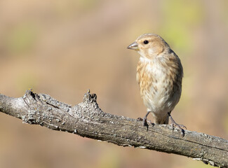 Common linnet, Linaria cannabina. A young bird sits on a branch against a beautiful blurred background