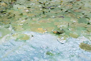 Polluted pond with sewage and algae. Ecological disaster concept.