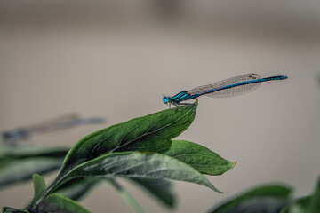 Close-up shot of a green dragonfly with transparent wings perched on a leaf of orange flower.