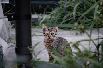 Homeless kitten is looking for shelter. Abandoned animal, street cat. Beautiful young cat sits and poses in nature.