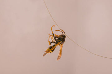 Dead wasp in cobweb and dust. Yellow-black insect hanging on rope, close up, side view.
