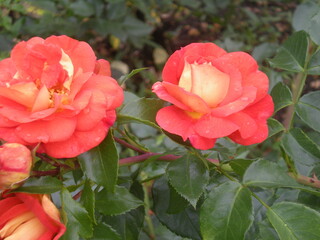 róże z ogrodu