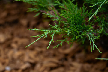 Background thuja evergreen tree leaves. Thuja bush branches close up. Green nature background or wallpaper texture.