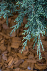Background thuja evergreen tree leaves. Thuja bush branches close up. Green nature background or wallpaper texture.