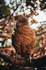 Wild Kea Parrots, New Zealand