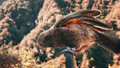 Wild Kea Parrots, New Zealand