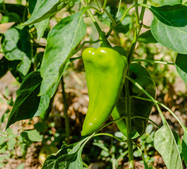 Organically produced unripe peppers. A close-up view of an unripe fruit of an organically produced...