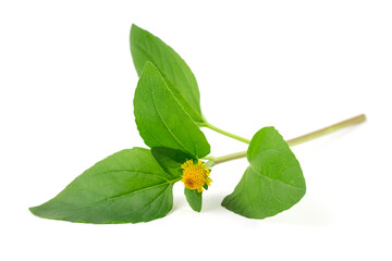 Acmella Oleracea, Paracress or Toothache plant isolated on white background.