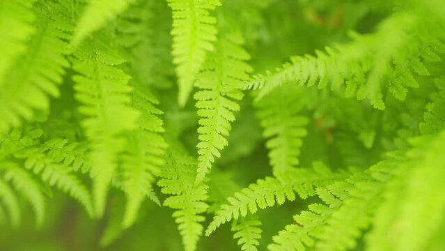 Ferns leaves green foliage natural floral fern background in sunlight. Green fresh fern leaves in a tropical forest. Close up.