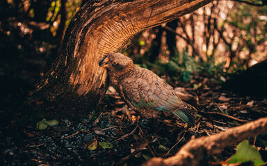 Fototapeta premium Wild Kea Parrots, New Zealand