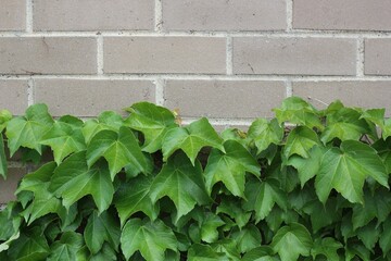 ivy on the wall