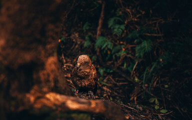 Wild Kea Parrots, New Zealand